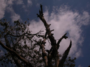 baeume-schopfheim-07