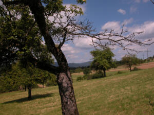 baeume-schopfheim-16